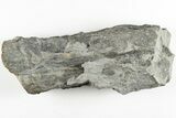 Fossil Lycopod Tree Root (Stigmaria) - Kentucky #201695-2